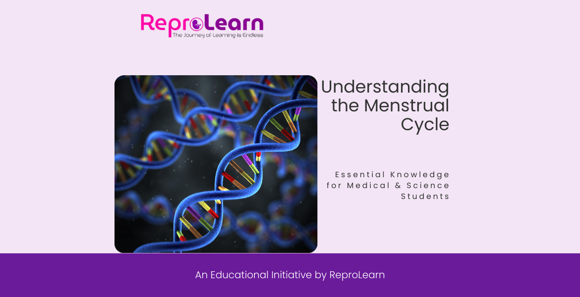 Understanding Menstrual Cycle